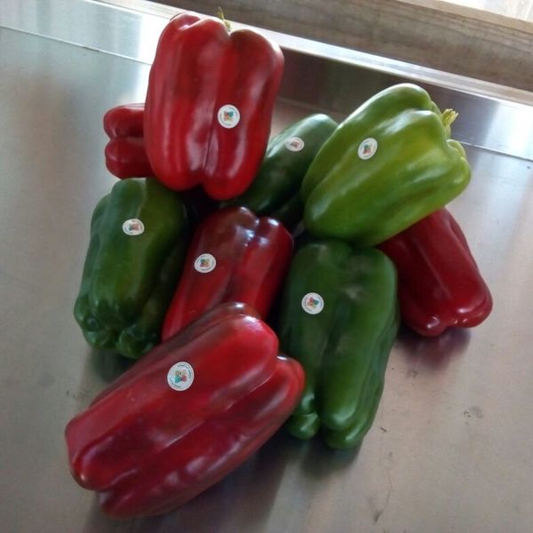 Pimientos mporrones de eduardo mu%c3%91oz
